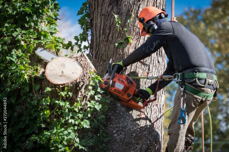 tree removal service