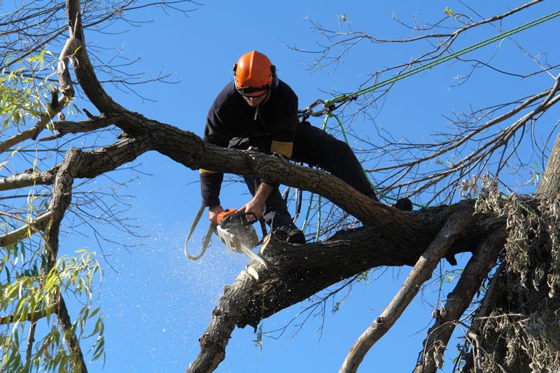 tree removal service