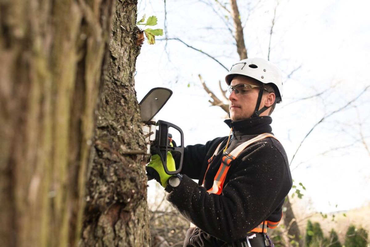 Why Arborist Services in Western Sydney Are the Best Choice