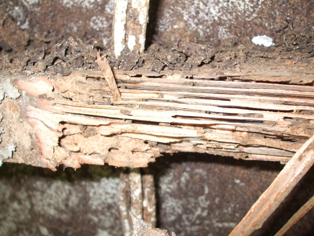 Termite Inspections Sydney: How Often Should They Be Done?

