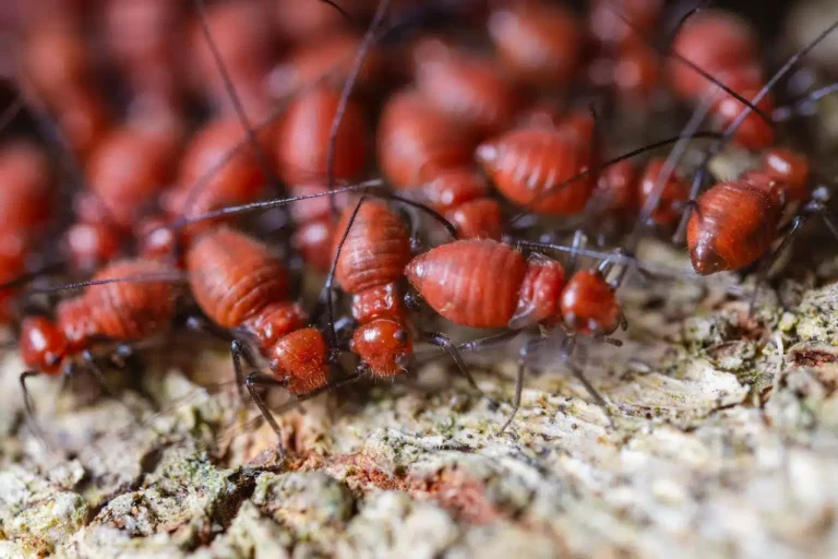 Termite Inspections Sydney: How Often Should They Be Done?