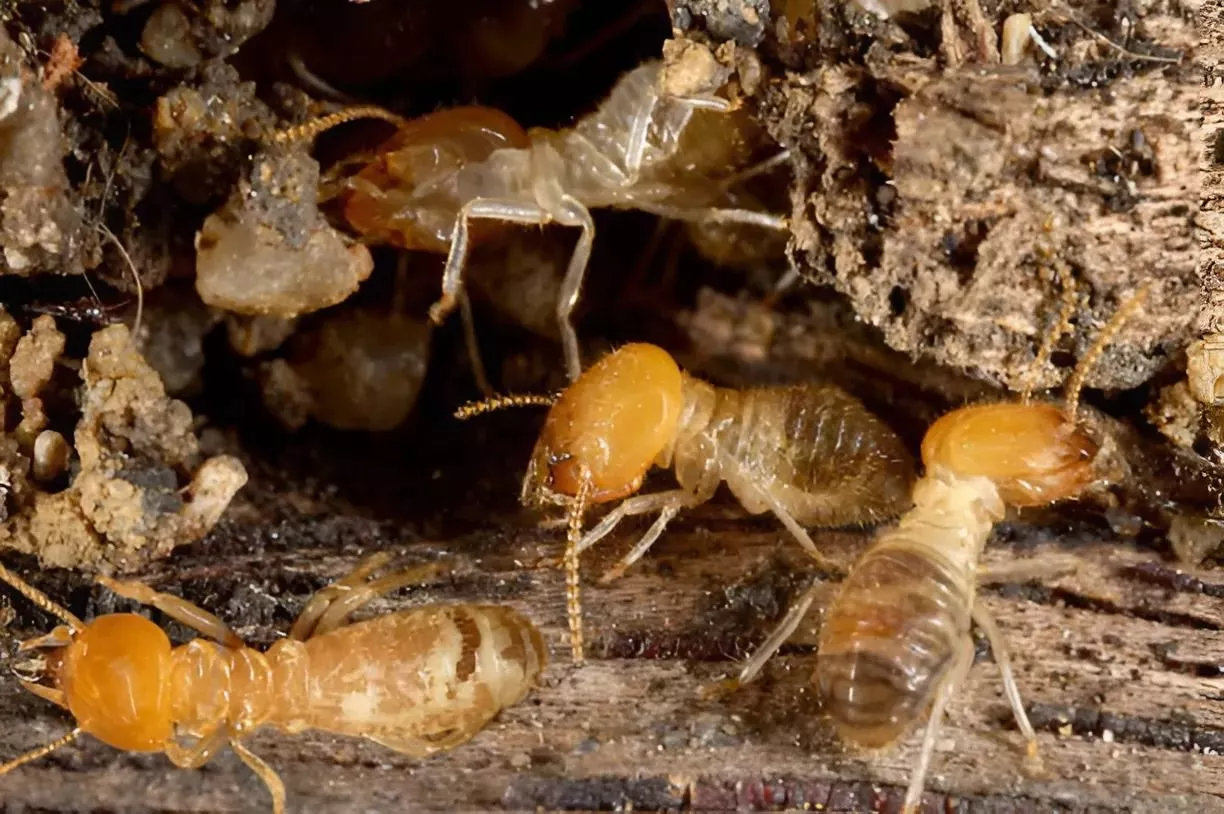 Professional Termite Control Services Sydney Homeowners Trust